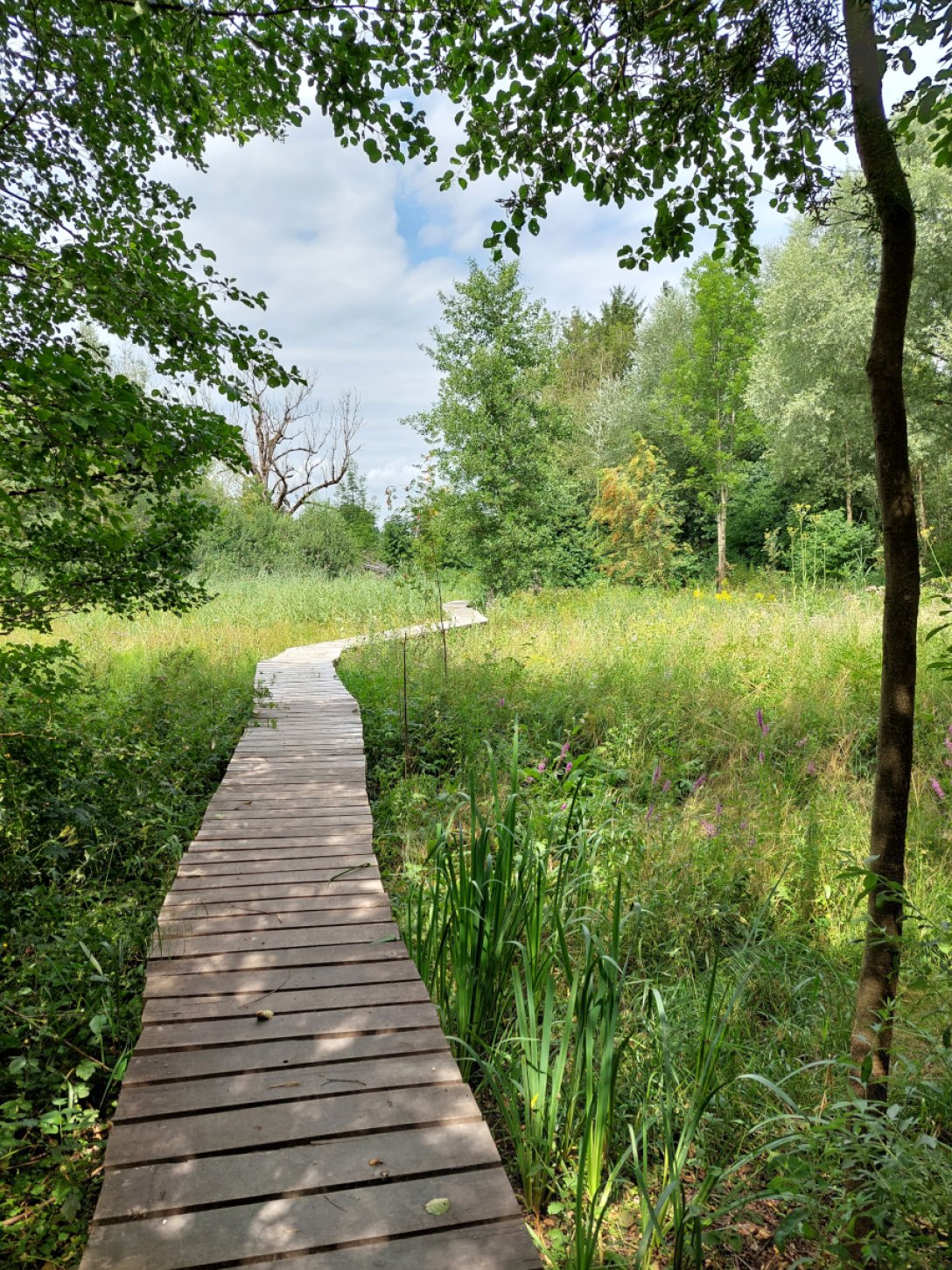 Moorweg_Copyright Katrin Birk.jpg