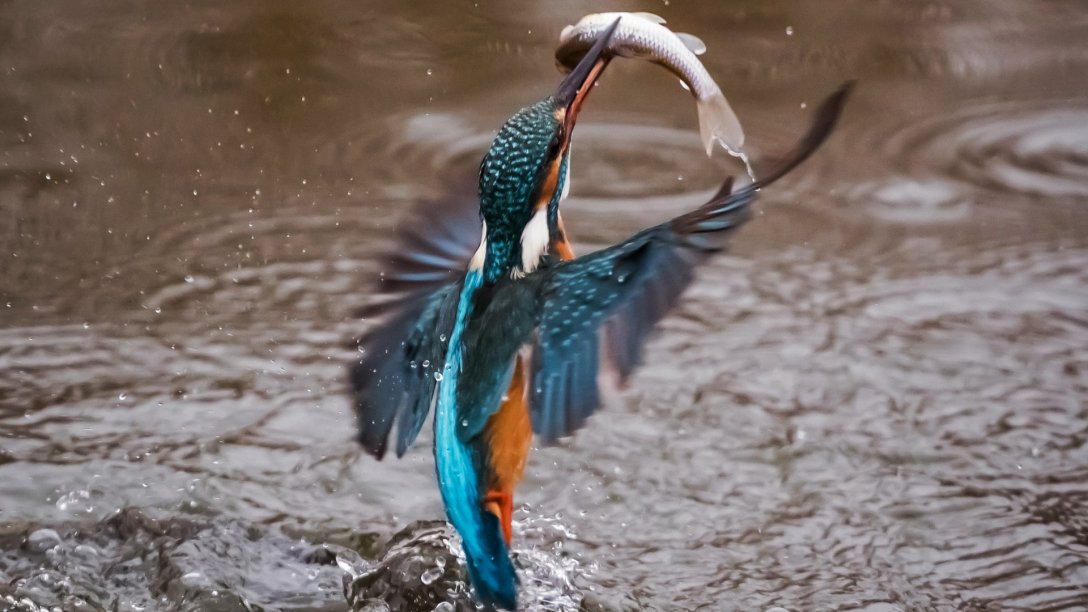 Eisvogel im Naturlehrgebiet des Zentrums für Umwelt und Kultur