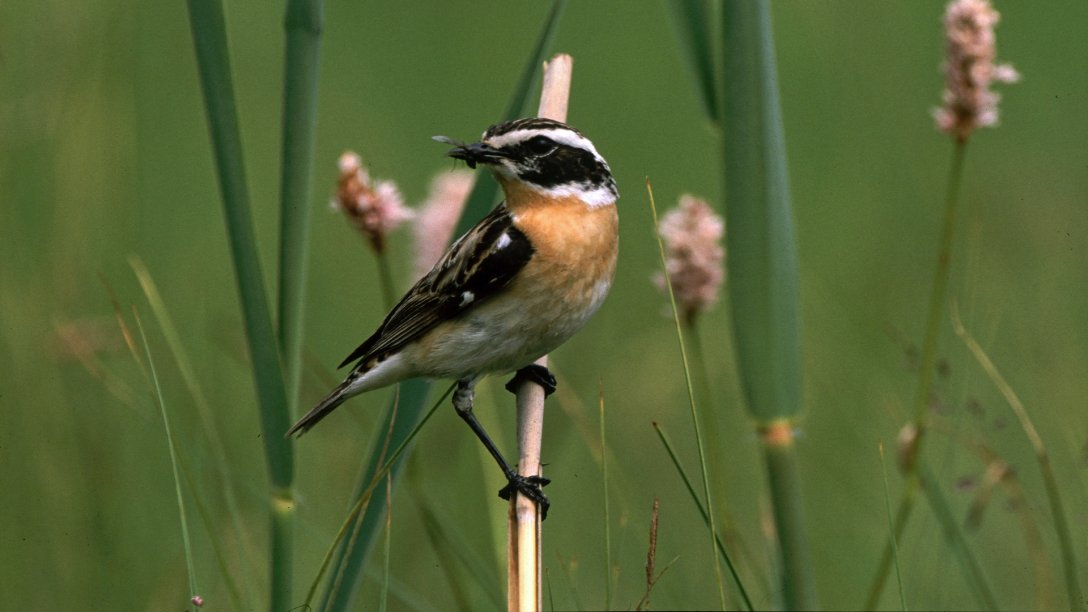 Braunkehlchen im Naturlehrgebiet des ZUK