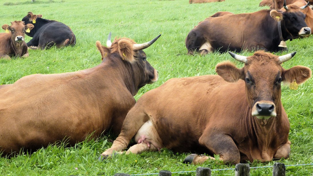 Murnau Werdenfelser Rinder auf Klosterland im Zentrum für Umwelt und Kultur