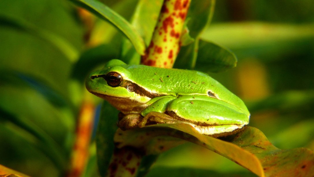 Laubfrosch im Zentrum für Umwelt und Kultur