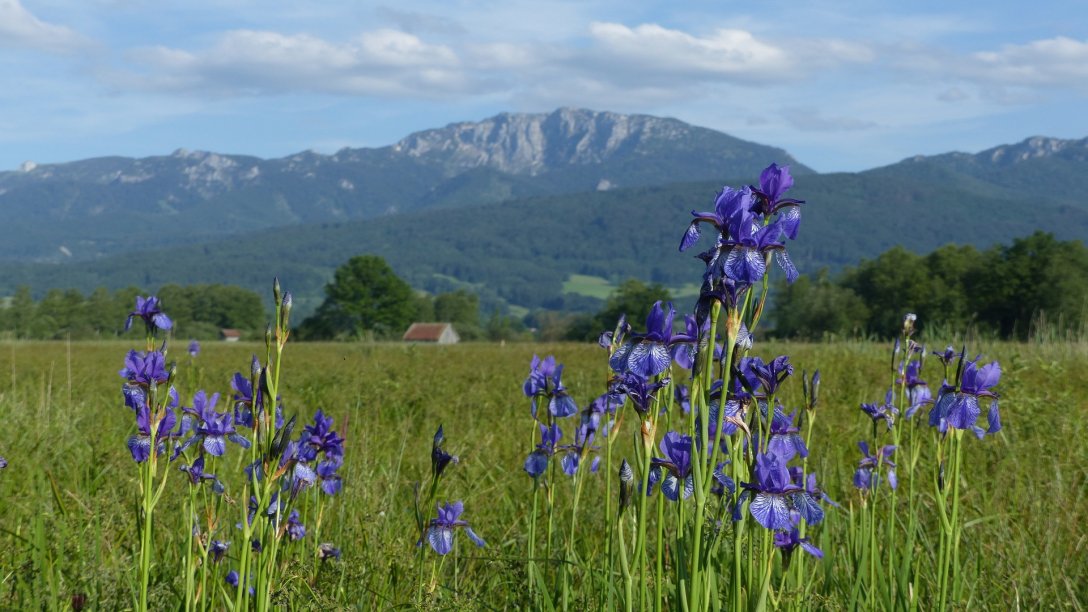Schwertlilie vor Benediktenwand wichtig im Naturschutz im Zentrum f&uuml;r Umwelt und Kultur